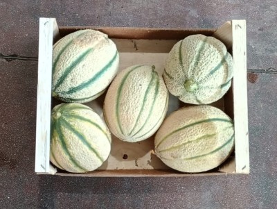 Foto Meloni Retati Calibro 5 Origine Italia Marchio Meloni  3