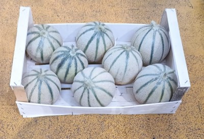 Foto Meloni Retati Calibro 8 Origine Italia Marchio Cutini             1