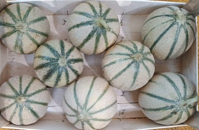 Foto Meloni Retati Calibro 8 Origine Italia Marchio Cutini             2