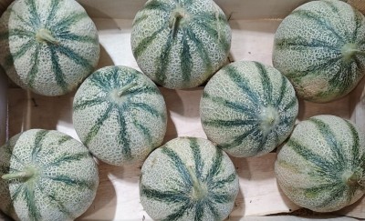 Foto Meloni Varietà Retati Calibro 8 Origine Italia Marchio Ruscito Mauro            2