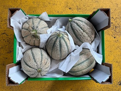 Foto Meloni Retati Calibro 5 Origine Italia Marchio Terra Del Sole  3