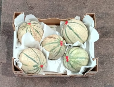 Foto Melone Retati Calibro 4/5 Origine Italia Marchio Siciliamo 3