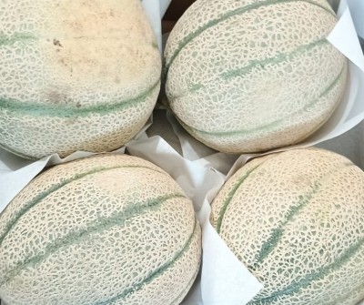 Foto Melone Rubino Calibro 4 Origine Italia Marchio Siciliamo  2
