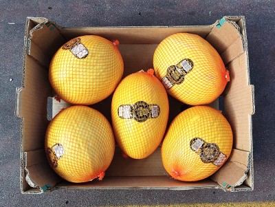 Foto Meloni Gialli Calibro 5 Origine Brasile Marchio Mossoro 3