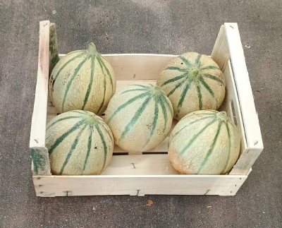 Foto Meloni Retati Calibro 5 Origine Italia Marchio Robibbero  1