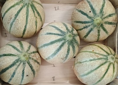 Foto Meloni Retati Calibro 5 Origine Italia Marchio Robibbero  2