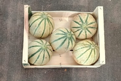 Foto Meloni Retati Calibro 5 Origine Italia Marchio Robibbero  3
