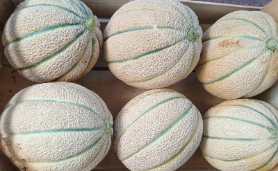 Foto Meloni Retati Calibro  6 Origine Italia MarchIo Robibbero 1