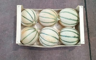 Foto Meloni   Retati Calibro 6 Origine Italia Marchio Terramia     3