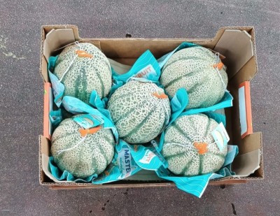 Foto Meloni Varietà Red Falcon Calibro 5 Origine Italia Marchio Master Fruit             3