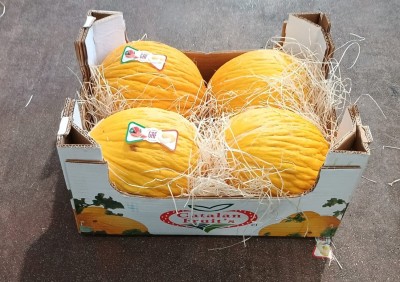 Foto Meloni Gialli Calibro 4 Origine Italia Marchio Catalan           1