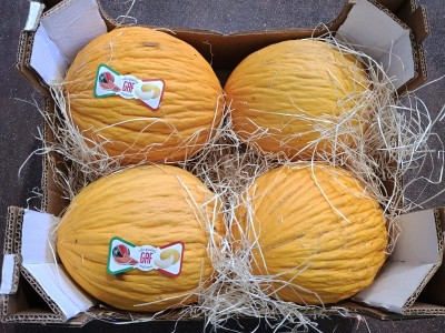 Foto Meloni Gialli Calibro 4 Origine Italia Marchio Catalan           2