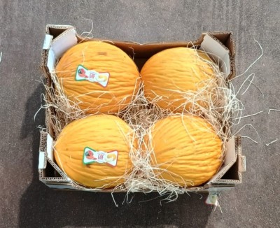 Foto Meloni Gialli Calibro 4 Origine Italia Marchio Catalan           3