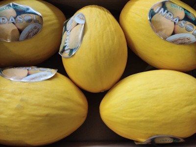 Foto Meloni Gialli Calibro 5 Origine Spagna Marchio Indasol 2