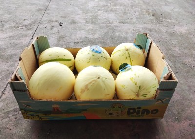 Foto Meloni Dino Calibro 6 Origine Brasile Marchio Dino 1