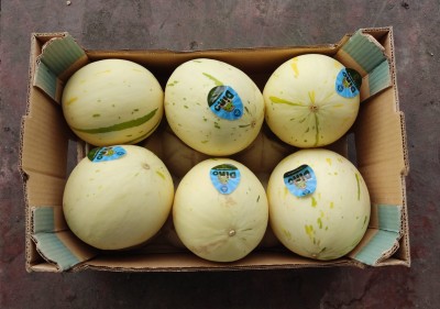 Foto Meloni Dino Calibro 6 Origine Brasile Marchio Dino 3