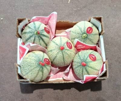 Foto Meloni Retati Calibro 5 Origine Italia Marchio Alesci            3