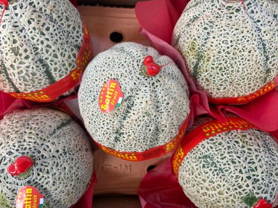 Foto Meloni Varietà Red Falcon Confezione in Cartone da 5 Frutti Origine Italia Marchio Sattin     2