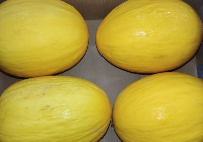 Foto Meloni Gialli Calibro 4 Origine Costarica Marchio Sweet Kiss   2