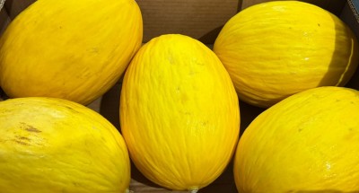 Foto Meloni Gialli Calibro 5 Origine Costarica Marchio Banafruit 2