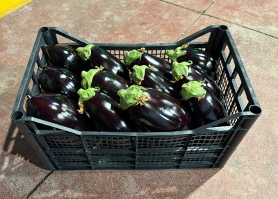 Foto Melanzane Tonde Origine Italia Marchio Iblea 1