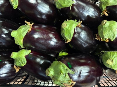 Foto Melanzane Tonde Origine Italia Marchio Iblea 2