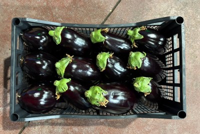 Foto Melanzane Tonde Origine Italia Marchio Iblea 3