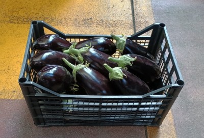 Foto Melanzane Tonde Origine Italia Marchio Kasmenea 1