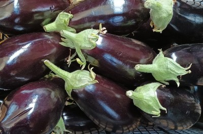 Foto Melanzane Tonde Origine Italia Marchio Kasmenea 2