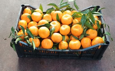 Foto Mandarini  Origine Italia Marchio Mondial 1