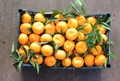 Foto Mandarini  Origine Italia Marchio Mondial 3