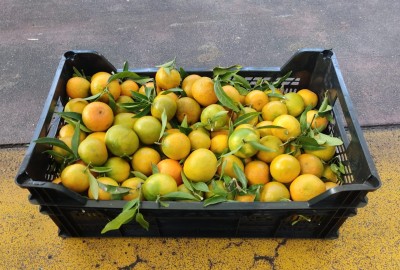 Foto Mandarini Origine Italia Marchio Razzano      1