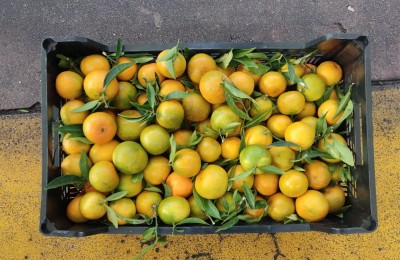 Foto Mandarini Origine Italia Marchio Razzano      3