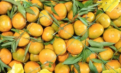 Foto Mandarini Affogliati Origine Italia Marchio Razzano  2