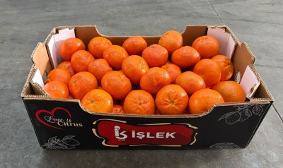 Foto Mandarini Varietà Murcott Calibro 1 Origine Turchia Marchio Islek 1