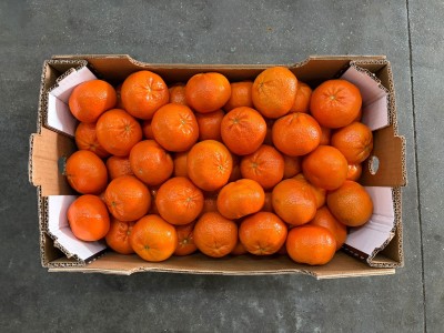 Foto Mandarini Varietà Murcott Calibro 1 Origine Turchia Marchio Islek 3