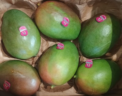 Foto Mango Varietà Palmer Calibro 6 Origine Brasile Marchio Battaglio  2