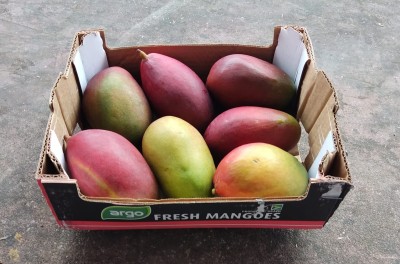 Foto Mango Palmer Calibro 7 Origine Brasile Marchio Fresh Mangoes 1