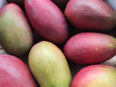 Foto Mango Palmer Calibro 7 Origine Brasile Marchio Fresh Mangoes 2
