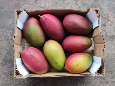 Foto Mango Palmer Calibro 7 Origine Brasile Marchio Fresh Mangoes 3
