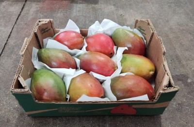 Foto Mango Palmer Calibro 9 Origine Brasile Marchio Battaglio 1