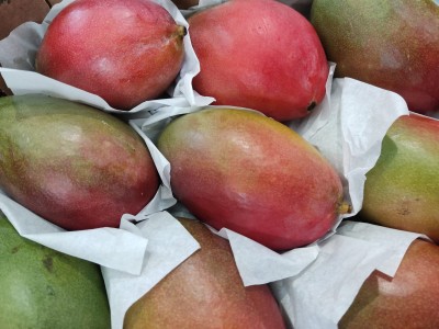 Foto Mango Palmer Calibro 9 Origine Brasile Marchio Battaglio 2