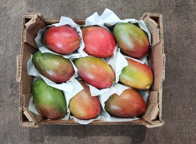 Foto Mango Palmer Calibro 9 Origine Brasile Marchio Battaglio 3