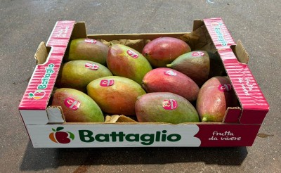 Foto Mango Palmer Calibro 10 Origine Brasile MArchio Battaglio 1