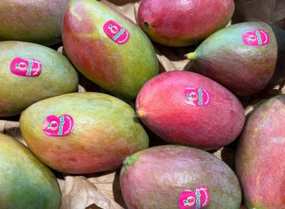 Foto Mango Palmer Calibro 10 Origine Brasile MArchio Battaglio 2