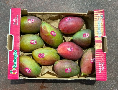 Foto Mango Palmer Calibro 10 Origine Brasile MArchio Battaglio 3