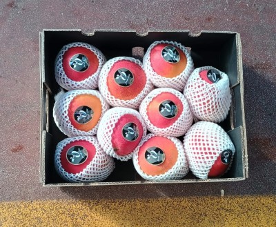 Foto Mango Varietà Via Aerea Calibro 10 Origine Peru Marchio Battaglio 3