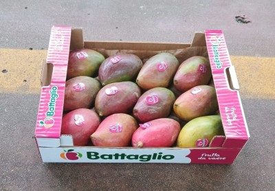 Foto Mango Palmer Calibro 12 Origine Brasile Marchio Battaglio 1