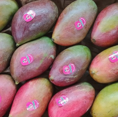 Foto Mango Palmer Calibro 12 Origine Brasile Marchio Battaglio 2