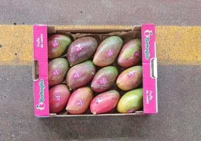 Foto Mango Palmer Calibro 12 Origine Brasile Marchio Battaglio 3